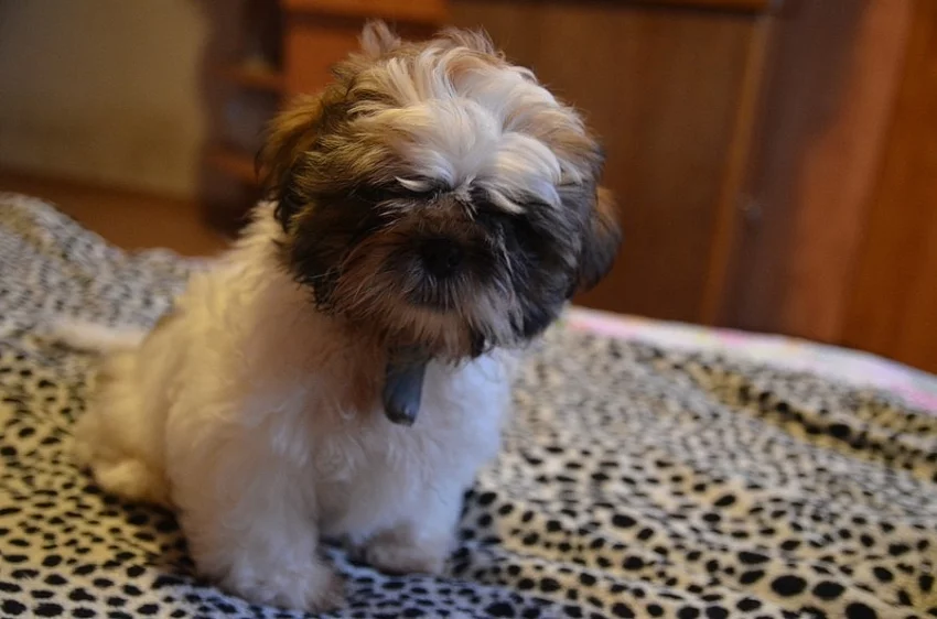 Prodám SHIH-TZU