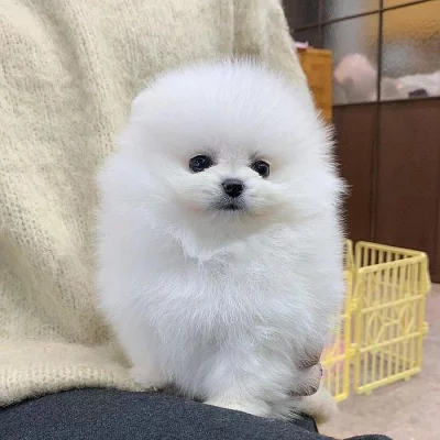 Vynikající a žoviální pomeranian pro vás