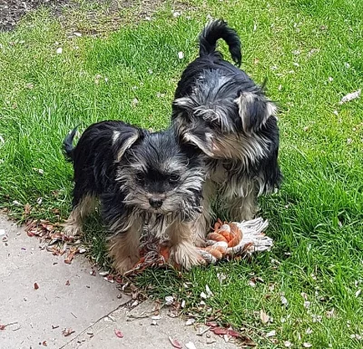 Štěňátka Morkie jsou nyní očkovaná