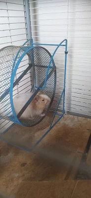 Daruji osmáka degu