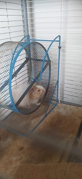 Daruji osmáka degu