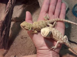 Agama australská(vousatá)