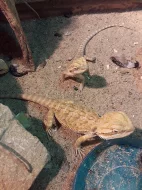 Agama australská(vousatá)