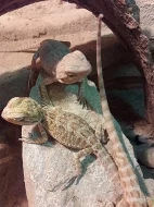 Agama australská(vousatá)