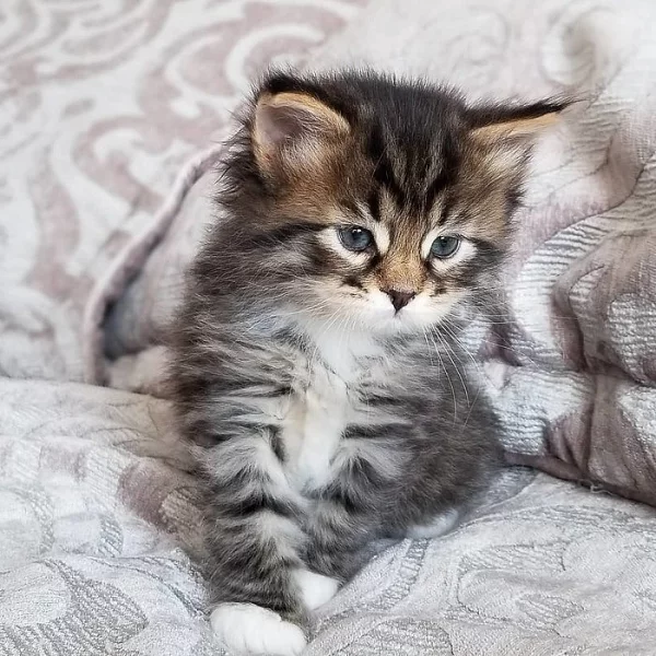 americká krátkosrstá koťata