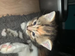 americká krátkosrstá koťata