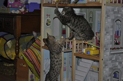 asijských leopardích koťat