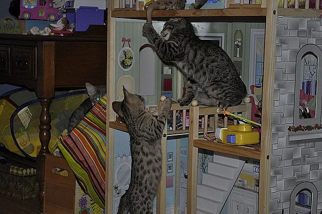 asijských leopardích koťat