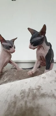 sphynx-koťata