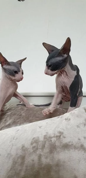 sphynx-koťata