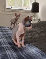 sphynx-koťata