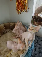 devonská koťata
