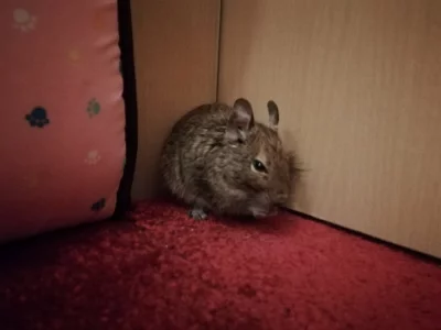 Osmák degu