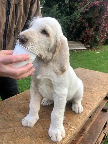 Štěně italský spinone