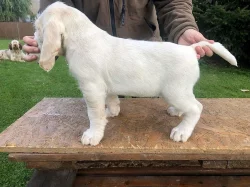Štěně italský spinone