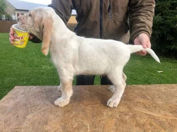 Štěně italský spinone