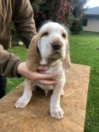 Štěně italský spinone