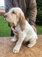 Štěně italský spinone