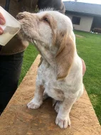 Štěně italský spinone