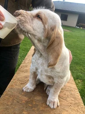 Štěně italský spinone