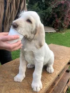 Štěně italský spinone