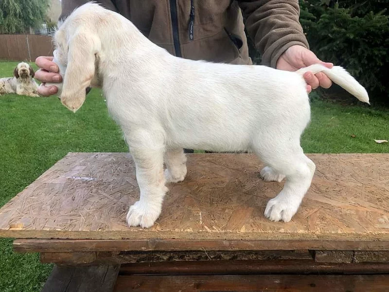 Štěně italský spinone