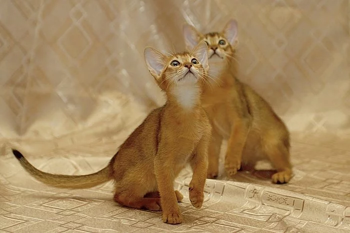 abbysianská koťata