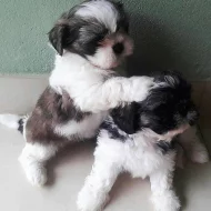 čistokrevná Shih-tzu štěňátka