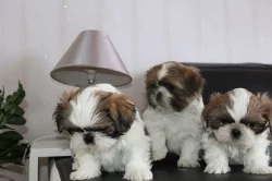 čistokrevná Shih-tzu štěňátka