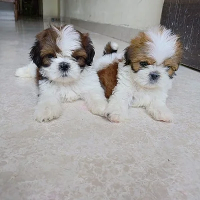 čistokrevná  Shih-tzu štěňátka
