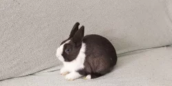 Zakrslý králíček