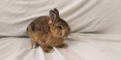 Zakrslý králíček