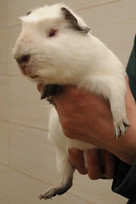 Morče domácí - cuy (Cavia porcellus)