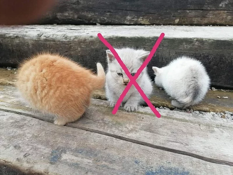 Koťátka