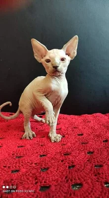 Kocourci sphynx