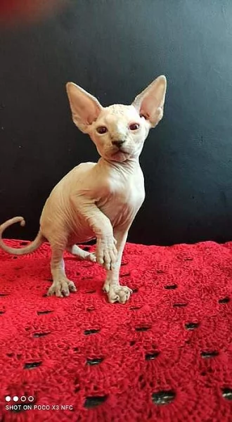 Kocourci sphynx