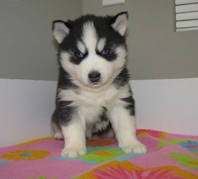 Štěně sibiřského huskyho