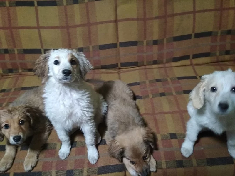 Prodám křížence labradorského retrívra