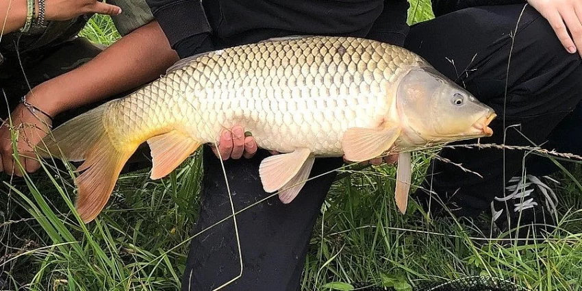 Prodám těžké kapry a amury  5 - 10 kg