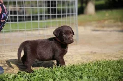 Labrador štěňata