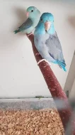 Papoušíček šedokřídlý