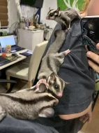 Vakoveverka létavá - mláďata a starší samec