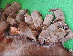 Labrador štěňata