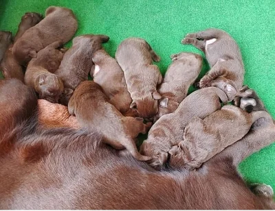 Labrador štěňata