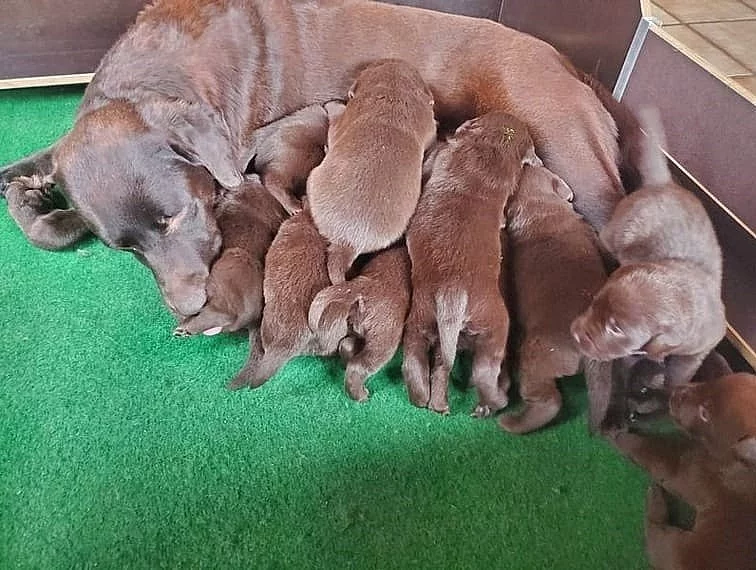 Labrador štěňata