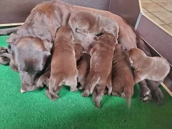 Labrador štěňata