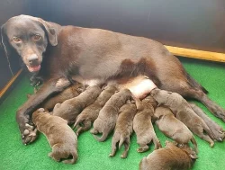 Labrador štěňata