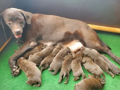Labrador štěňata