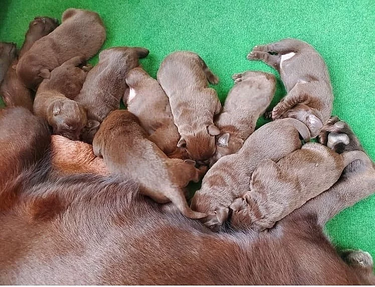 Labrador štěňata
