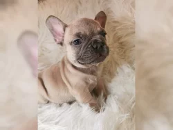 FRANCOUZSKÝ BULDOG - ŠTĚŇATA